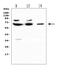 CD5 Molecule antibody, A00480-2, Boster Biological Technology, Western Blot image 