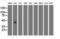 Ganglioside Induced Differentiation Associated Protein 1 Like 1 antibody, M12357, Boster Biological Technology, Western Blot image 