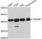 TAR DNA Binding Protein antibody, abx127061, Abbexa, Western Blot image 