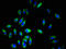 Glycoprotein IX Platelet antibody, LS-C670944, Lifespan Biosciences, Immunofluorescence image 