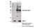 Anaphase Promoting Complex Subunit 11 antibody, 14090S, Cell Signaling Technology, Immunoprecipitation image 