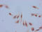 Histone H2B type 1-B antibody, LS-C670402, Lifespan Biosciences, Immunocytochemistry image 