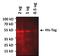 His tag antibody, MA1-21315-A647, Invitrogen Antibodies, Western Blot image 
