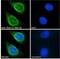 Ring Finger Protein 125 antibody, NBP2-78703, Novus Biologicals, Immunocytochemistry image 