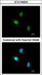 Hormonally Up-Regulated Neu-Associated Kinase antibody, GTX108203, GeneTex, Immunocytochemistry image 