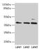 Mitochondrial Ribosomal Protein L3 antibody, CSB-PA014836LA01HU, Cusabio, Western Blot image 