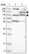 GTPase Activating Protein And VPS9 Domains 1 antibody, PA5-56123, Invitrogen Antibodies, Western Blot image 