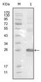EPH Receptor B3 antibody, AM06222SU-N, Origene, Western Blot image 