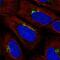 KIAA0319 Like antibody, PA5-67257, Invitrogen Antibodies, Immunofluorescence image 