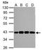 Schlafen Like 1 antibody, GTX119984, GeneTex, Western Blot image 