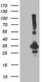 Phenylethanolamine N-Methyltransferase antibody, TA502823, Origene, Western Blot image 