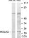 MOB Kinase Activator 3C antibody, EKC1858, Boster Biological Technology, Western Blot image 