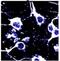 N-methyl-D-aspartate receptor-like subunit antibody, PA3-107, Invitrogen Antibodies, Immunofluorescence image 