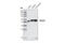 Desmin antibody, 5332P, Cell Signaling Technology, Western Blot image 