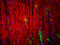 Myelin Protein Zero antibody, GTX85466, GeneTex, Immunohistochemistry frozen image 