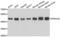 DnaJ Heat Shock Protein Family (Hsp40) Member A2 antibody, PA5-77116, Invitrogen Antibodies, Western Blot image 