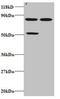 C-C Motif Chemokine Ligand 22 antibody, orb239429, Biorbyt, Western Blot image 