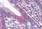 FAS antibody, MBS243345, MyBioSource, Immunohistochemistry frozen image 