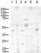 Delta Like Canonical Notch Ligand 1 antibody, ab10554, Abcam, Western Blot image 