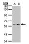 Coiled-Coil Domain Containing 102B antibody, NBP1-32619, Novus Biologicals, Western Blot image 