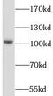 Polydeoxyribonucleotide synthase [ATP] 4 antibody, FNab04774, FineTest, Western Blot image 