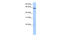 Protein lin-9 homolog antibody, 30-666, ProSci, Western Blot image 