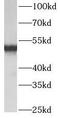 ATP Synthase F1 Subunit Beta antibody, FNab09949, FineTest, Western Blot image 