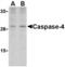 Caspase-4 antibody, TA306196, Origene, Western Blot image 