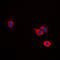 A-LAP antibody, LS-C353472, Lifespan Biosciences, Immunofluorescence image 
