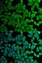 Kallikrein B1 antibody, LS-C333980, Lifespan Biosciences, Immunofluorescence image 