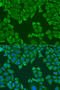 Poly(A) Binding Protein Cytoplasmic 4 antibody, 19-957, ProSci, Immunofluorescence image 