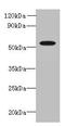 L-2-Hydroxyglutarate Dehydrogenase antibody, orb355399, Biorbyt, Western Blot image 