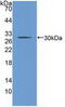 Cholinergic Receptor Nicotinic Beta 2 Subunit antibody, abx128576, Abbexa, Western Blot image 