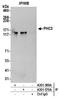 Polyhomeotic Homolog 3 antibody, A301-570A, Bethyl Labs, Immunoprecipitation image 