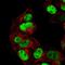 Pw1 antibody, NBP2-47624, Novus Biologicals, Immunofluorescence image 