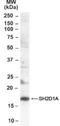 SH2 Domain Containing 1A antibody, NB100-40783, Novus Biologicals, Western Blot image 