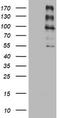 ALK Receptor Tyrosine Kinase antibody, TA801295S, Origene, Western Blot image 