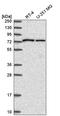 Sorting nexin-1 antibody, HPA052761, Atlas Antibodies, Western Blot image 