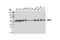 FKBP Prolyl Isomerase 4 antibody, 11826S, Cell Signaling Technology, Western Blot image 