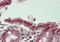 Importin 9 antibody, A10216, Boster Biological Technology, Immunohistochemistry paraffin image 