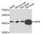 Gastric Inhibitory Polypeptide Receptor antibody, PA5-76437, Invitrogen Antibodies, Western Blot image 