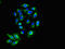 Killer cell immunoglobulin-like receptor 2DS2 antibody, orb400212, Biorbyt, Immunofluorescence image 