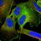 Transglutaminase 2 antibody, HPA029518, Atlas Antibodies, Immunofluorescence image 