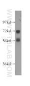 Sphingosine-1-Phosphate Receptor 5 antibody, 10527-1-AP, Proteintech Group, Western Blot image 