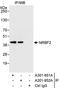 Nuclear Receptor Binding Factor 2 antibody, A301-851A, Bethyl Labs, Immunoprecipitation image 