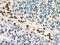 Neutrophil Cytosolic Factor 2 antibody, 15551-1-AP, Proteintech Group, Immunohistochemistry frozen image 