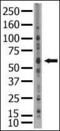 Sentrin-specific protease 2 antibody, 56-359, ProSci, Western Blot image 
