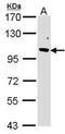 F-Box Protein 43 antibody, GTX104871, GeneTex, Western Blot image 