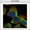 VTA1 antibody, LS-B10834, Lifespan Biosciences, Immunocytochemistry image 