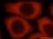 Metalloreductase STEAP3 antibody, 17186-1-AP, Proteintech Group, Immunofluorescence image 